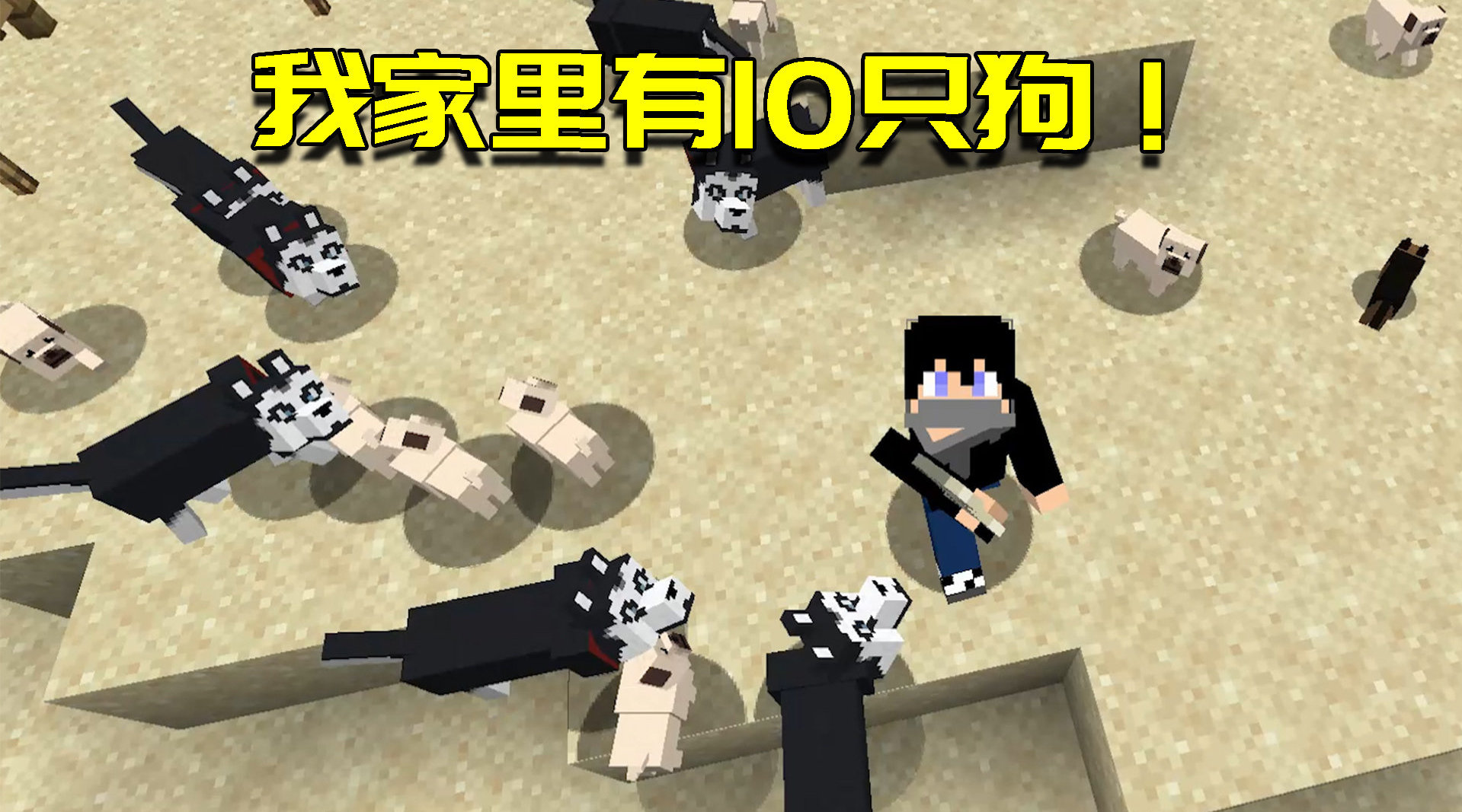 阿阳成为狗中之王? 家里养了10种不...